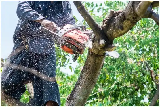 tree services Luquillo